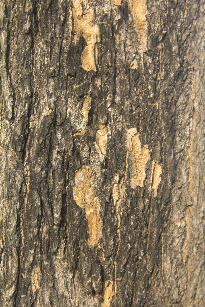 natural color of the bark sloping with alternating layers is naturally beautiful in the evening when the sunlight is soft. In a country where the sun is setting photo