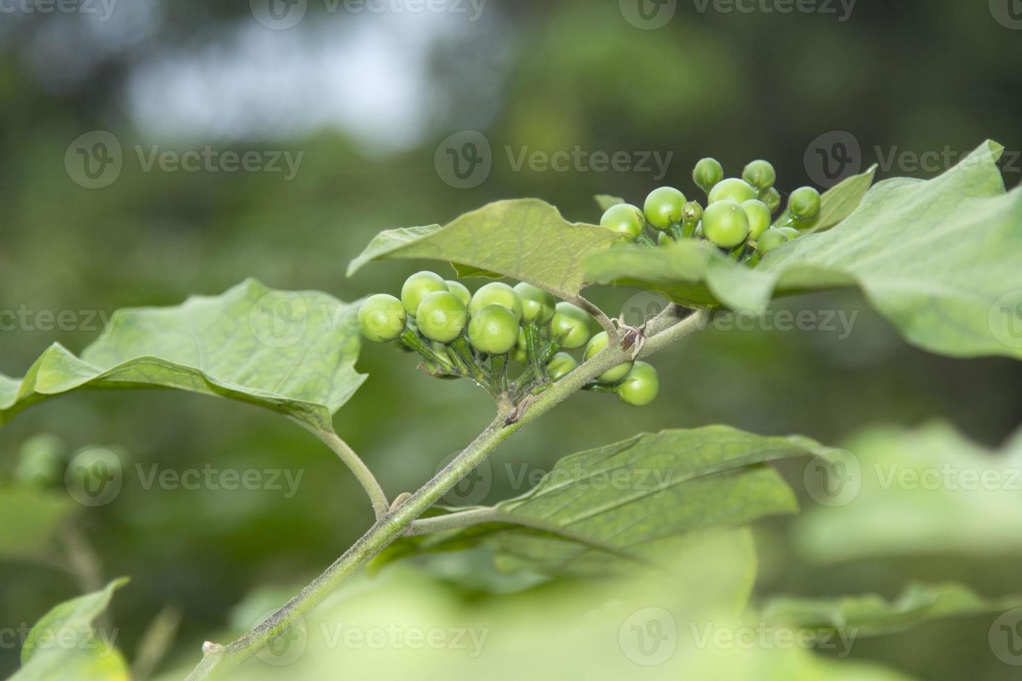 Turkey berry, eggplant-Turkey berry  isolated on white background is a combination of Thai food, crispy, delicious, healthy taste. photo