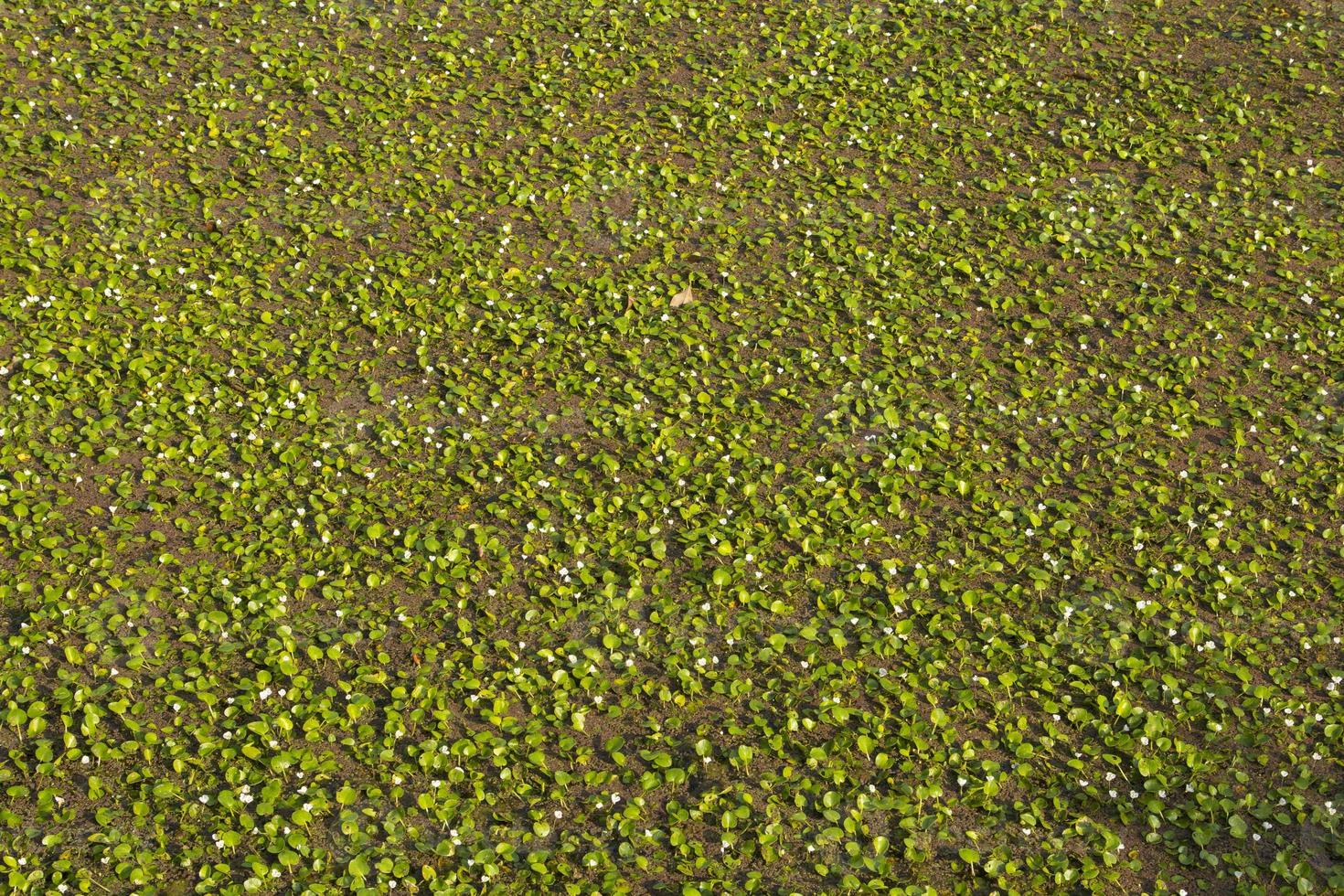 Green floating plants growing on the surface of water are weeds that destroy ecosystems, but spoilage will feed fish and aquatic animals. photo