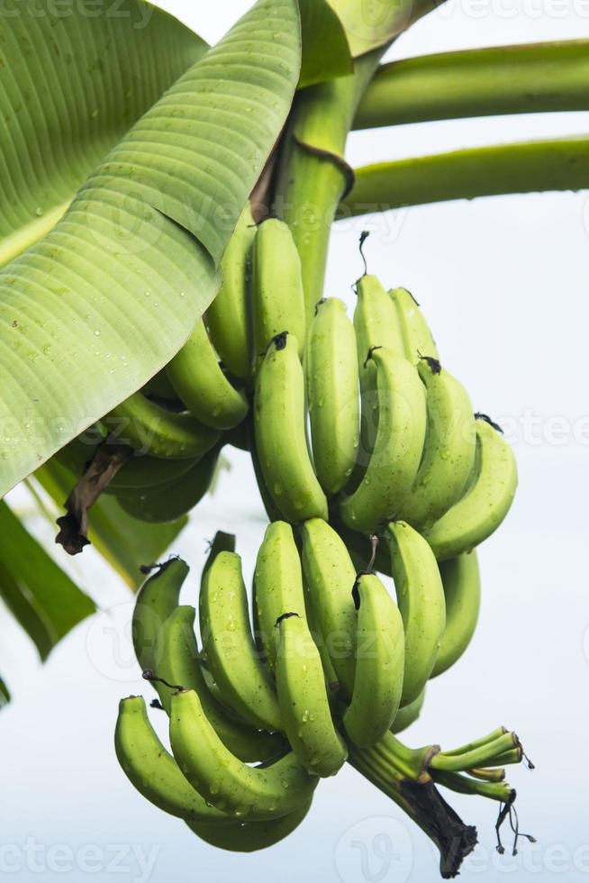 Look banane hotsell