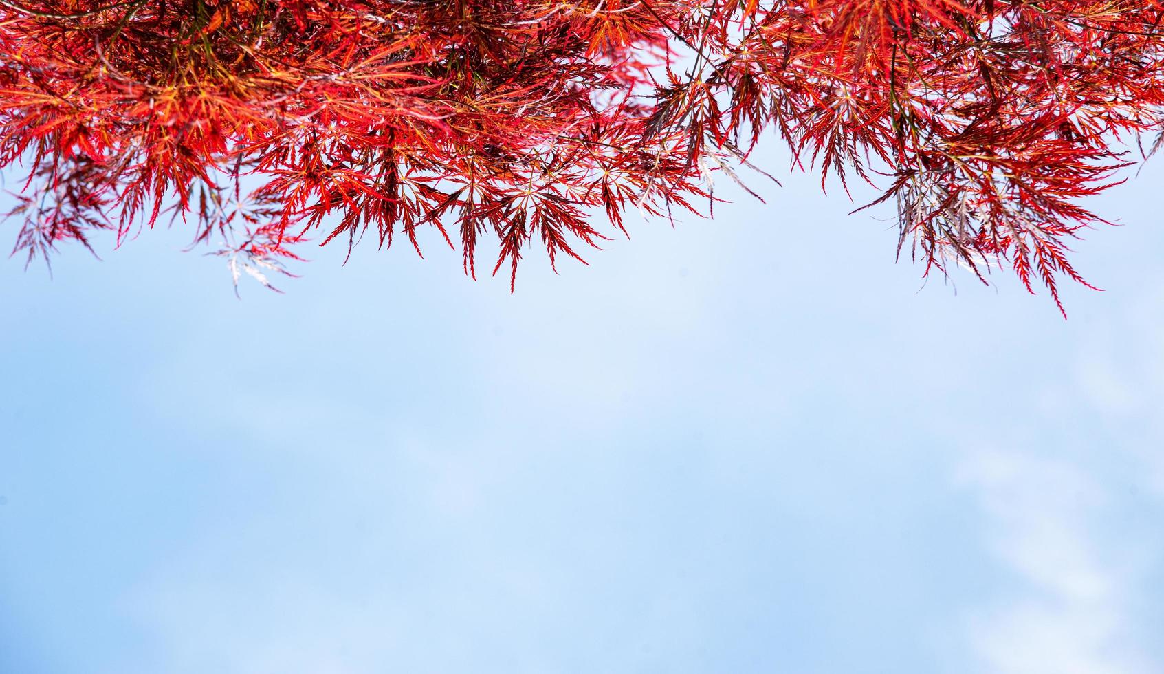 Red leaf texture in autumn on sky and blue background photo