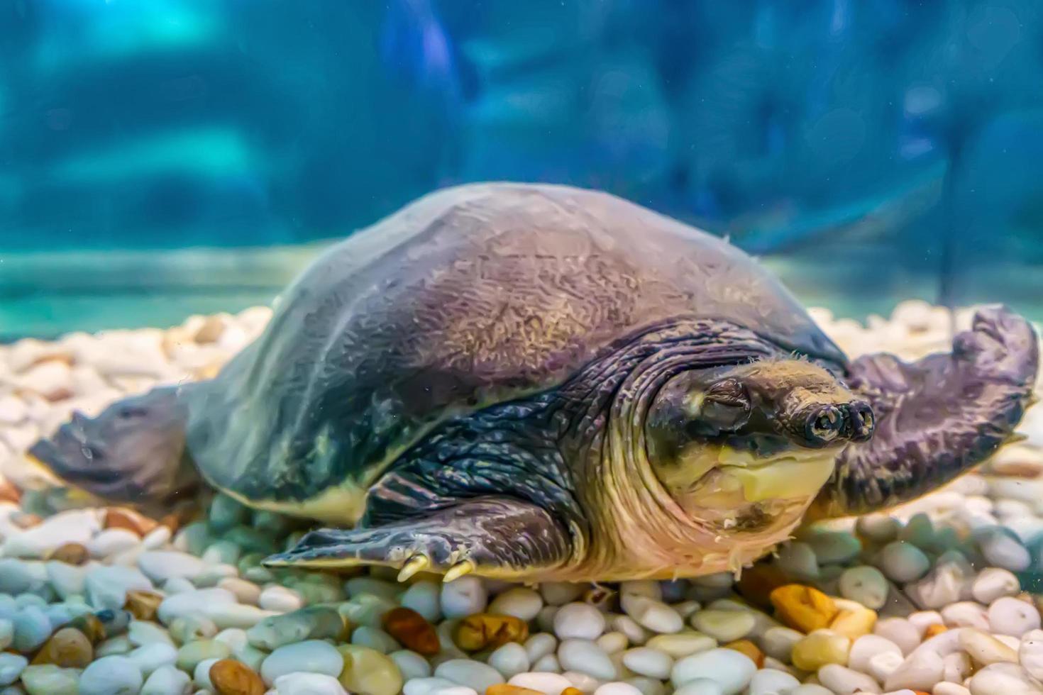 Pig-nosed turtle in a glass cabinet. photo