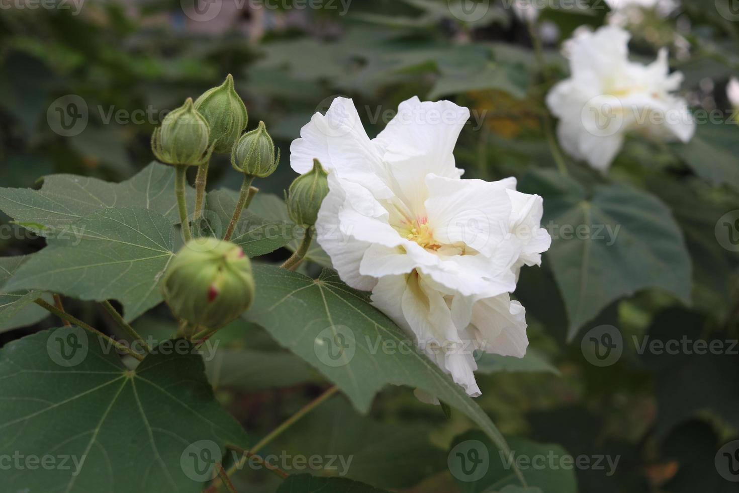 White flowers of Changeable Rose Mallow and green leaves. Another name is Cotton Rose Hibiscus, Confederate Rose Mallow. photo