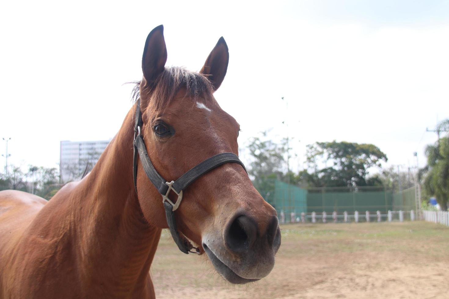 cabeza de caballo marrón en campo y día brillante. foto