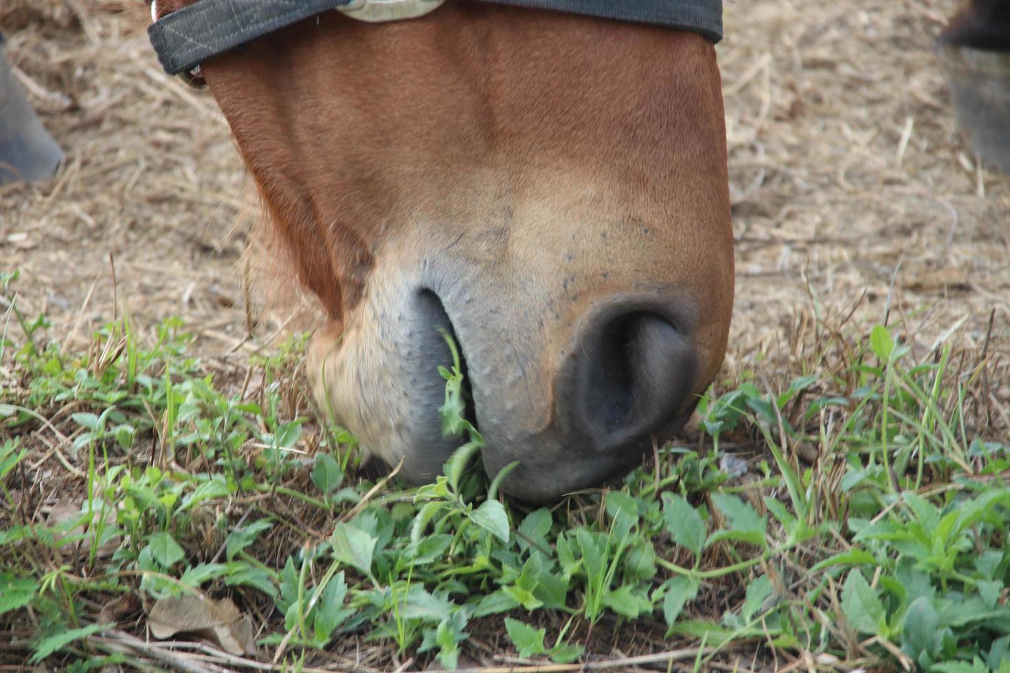 boca de caballo está comiendo pastos en el suelo. foto