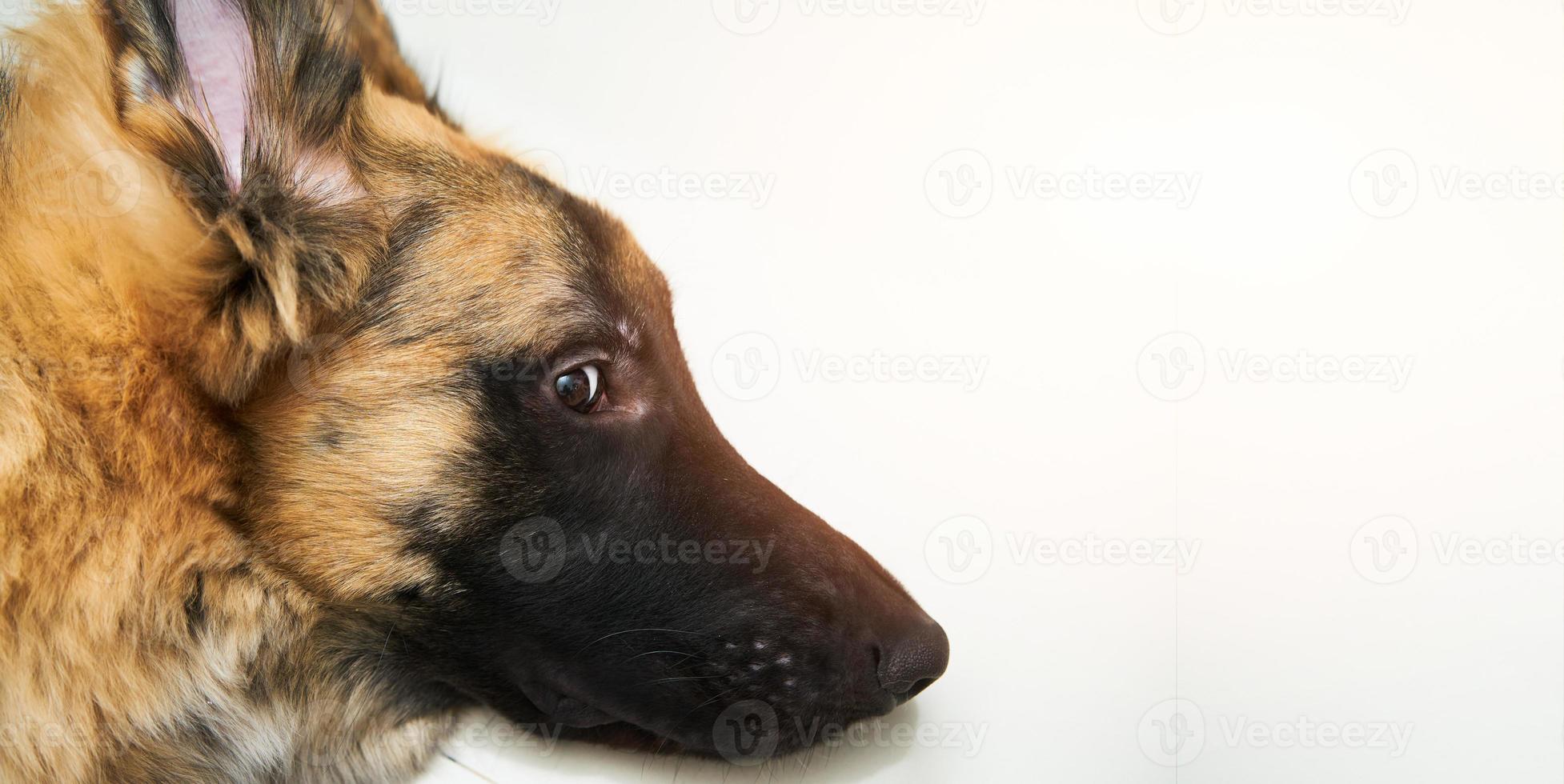 dog face close up photo