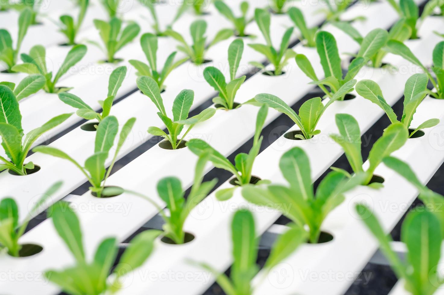 baby green cos lettuce photo