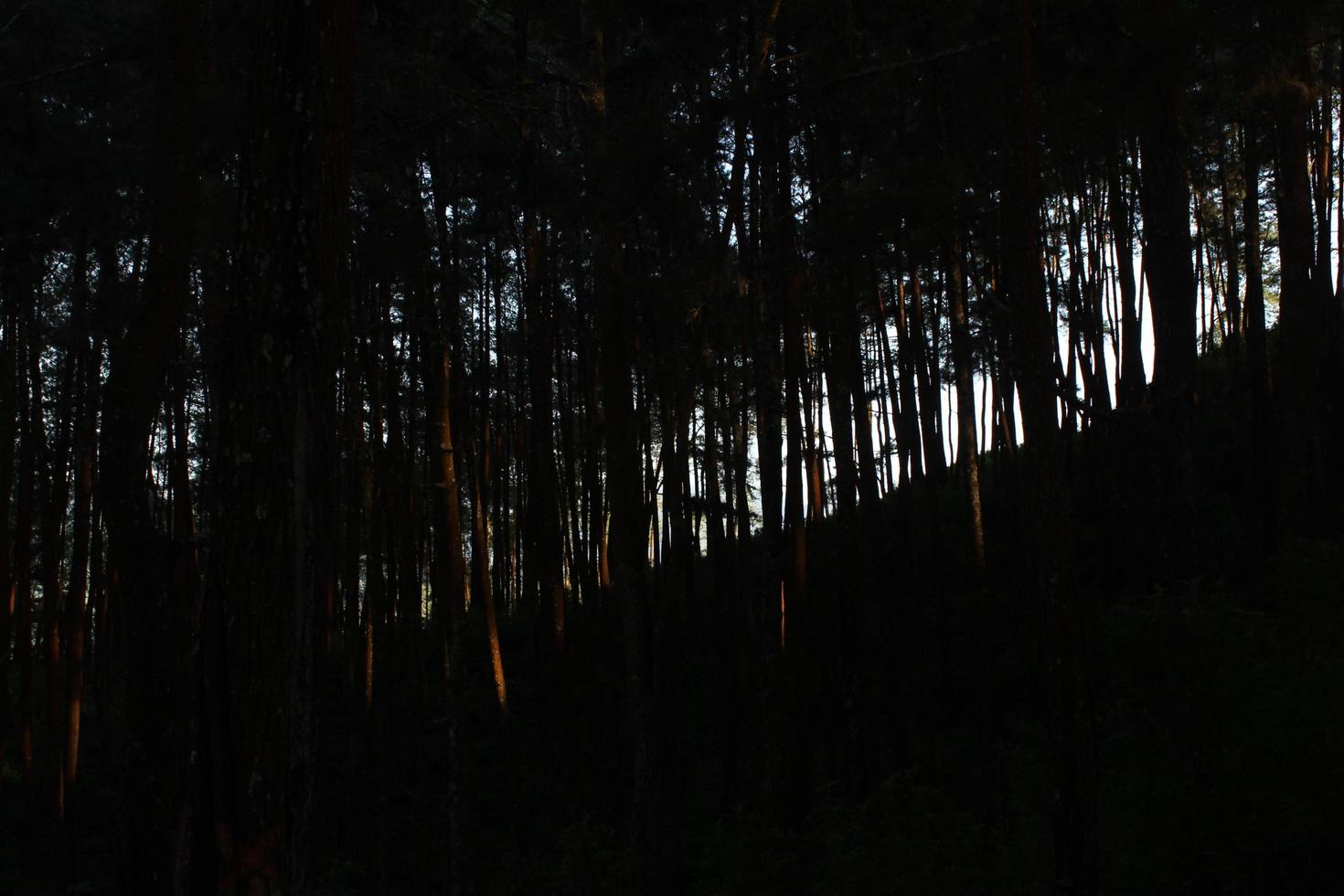 Beautiful pine tree forest background photo