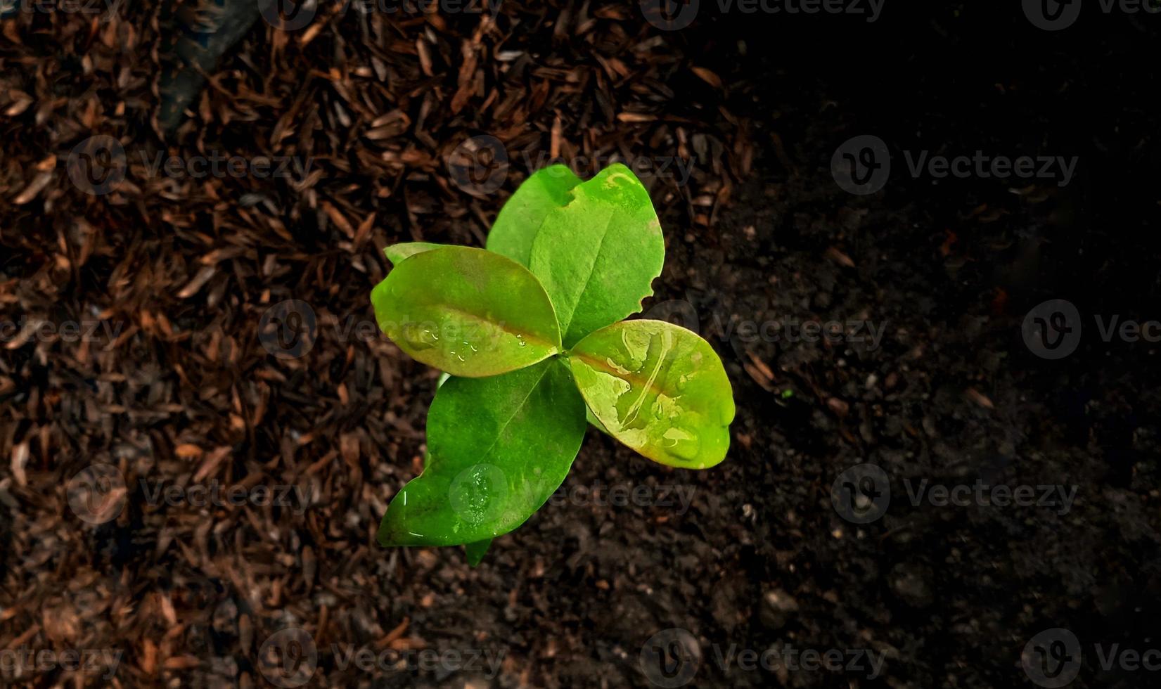 Top view of young plant. Top view of green leaves with negative space of black ground. Background and template design of earth day concepts. photo