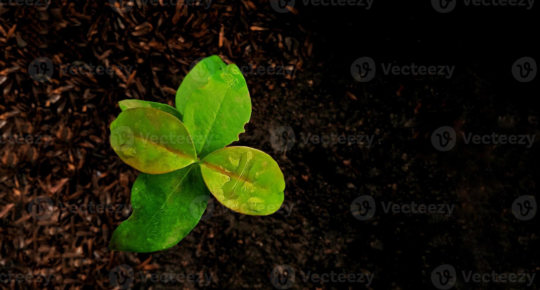 Top view of young plant. Top view of green leaves with negative space of black ground. Background and template design of earth day concepts. photo