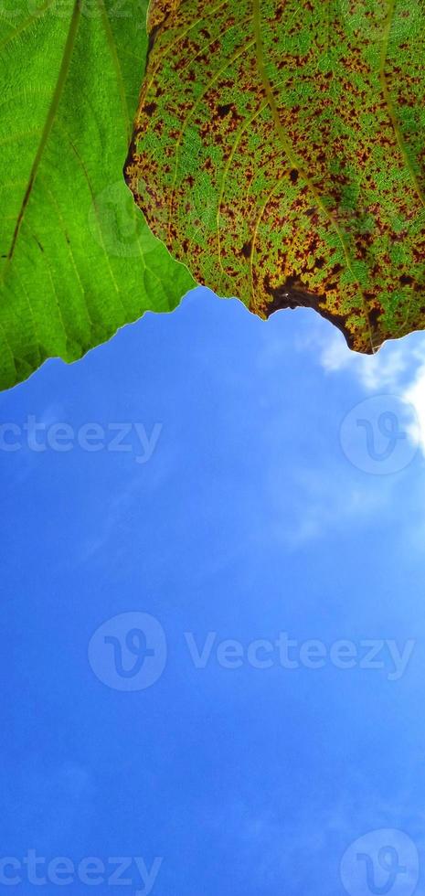 Beautiful bottom angle of green and brown leaves figs Ficus carica on the blue sky background. Available for text. Suitable for the agriculture advertising, company and industry promotions, etc. photo