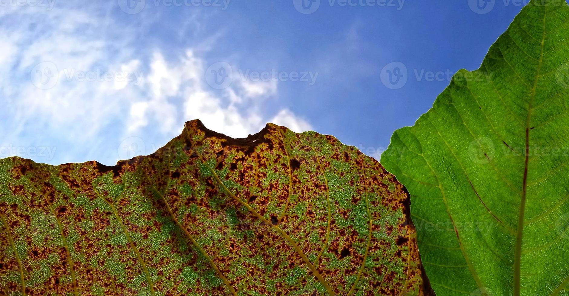 Beautiful bottom angle of green and brown leaves figs Ficus carica on the blue sky background. Available for text. Suitable for the agriculture advertising, company and industry promotions, etc. photo