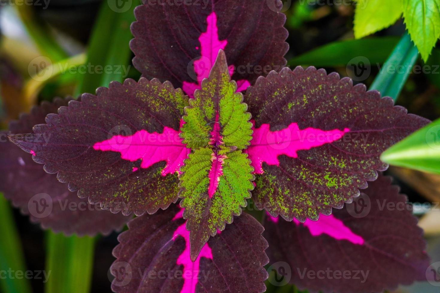Coleus scutellarioides, commonly known as coleus, is a species of flowering plant in the family Lamiaceae , native to southeast Asia through to Australia, earth day, fresh nature background photo