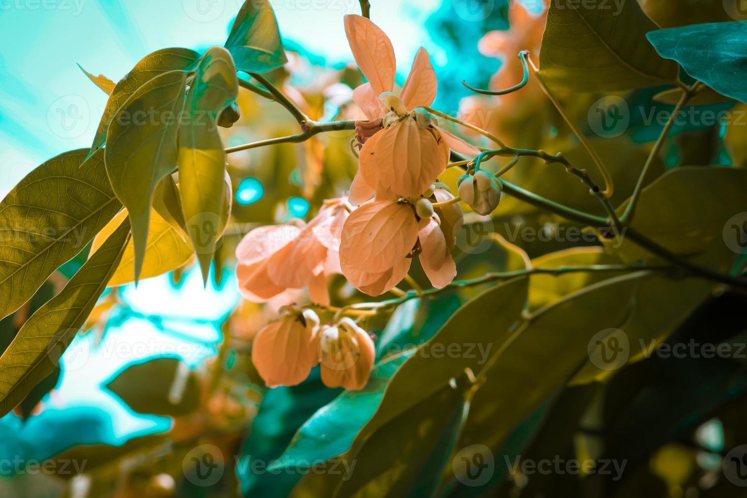 cassia fistula golden shower, cassia purgante, laburno indio o árbol de pipa de pudín, es una planta con flores en la subfamilia, caesalpinioideae de la familia de las leguminosas, fabaceae foto