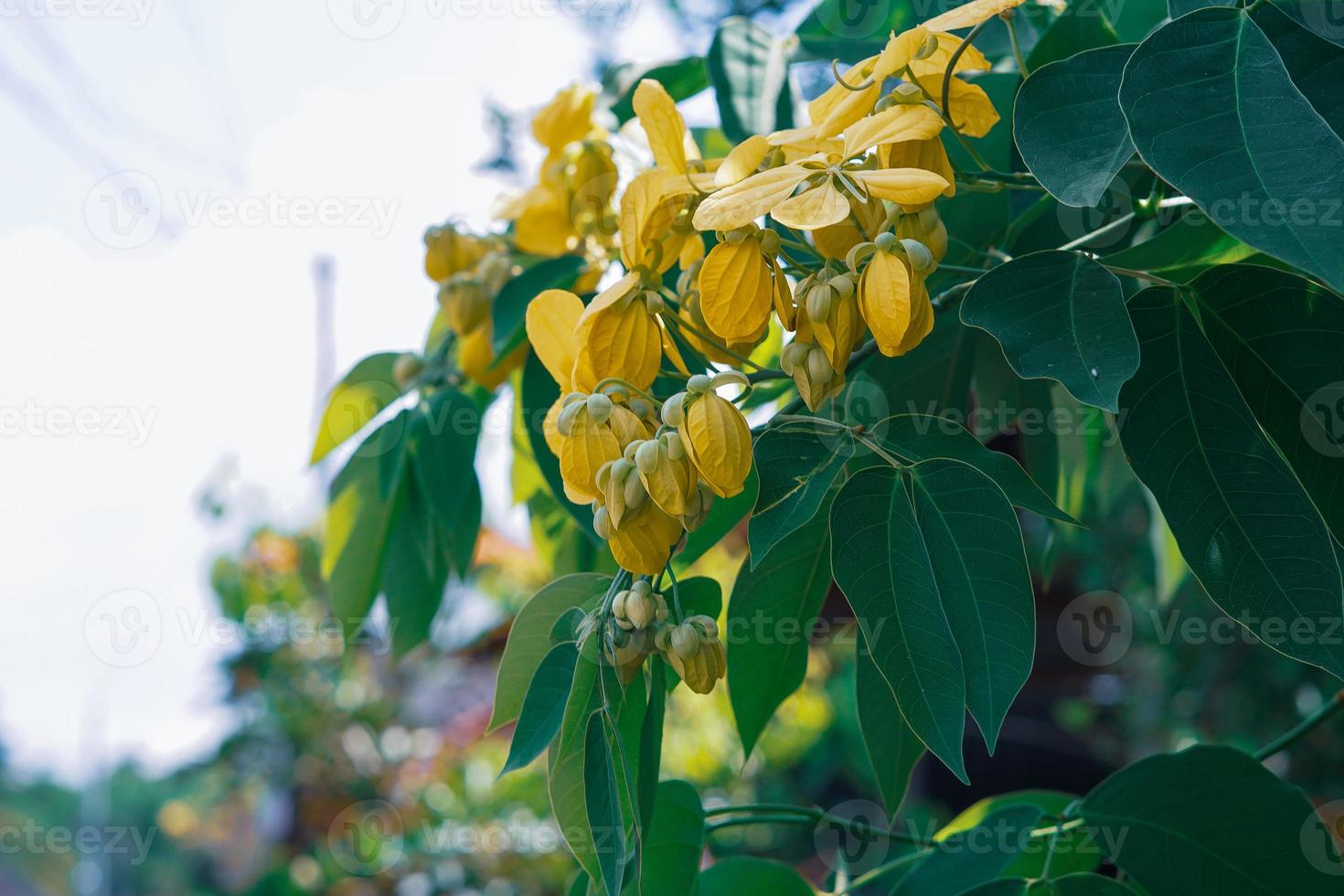 cassia fistula golden shower, cassia purgante, laburno indio o árbol de pipa de pudín, es una planta con flores en la subfamilia, caesalpinioideae de la familia de las leguminosas, fabaceae foto