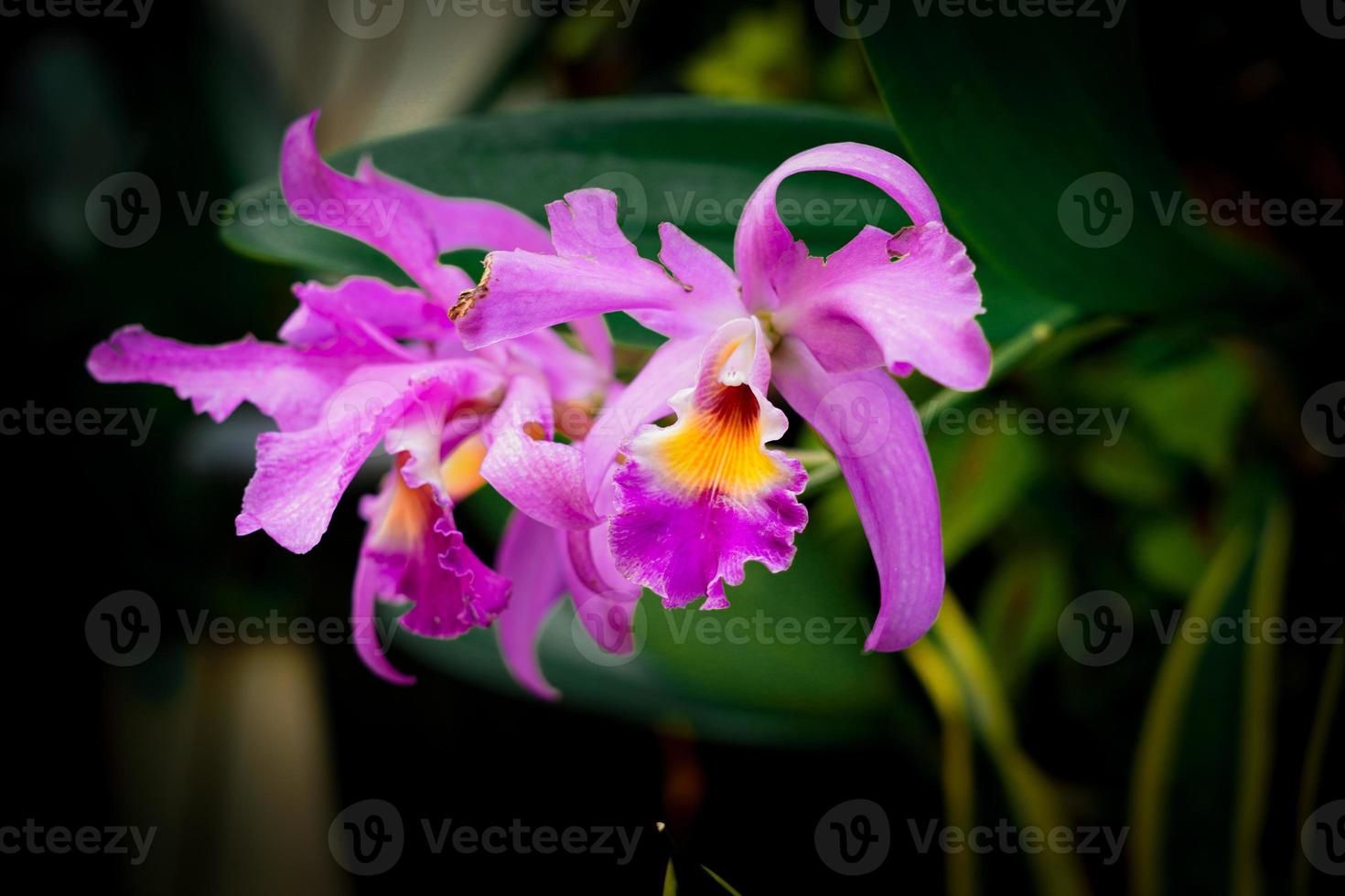 Dendrobium crumenatum, commonly called pigeon orchid flower photo