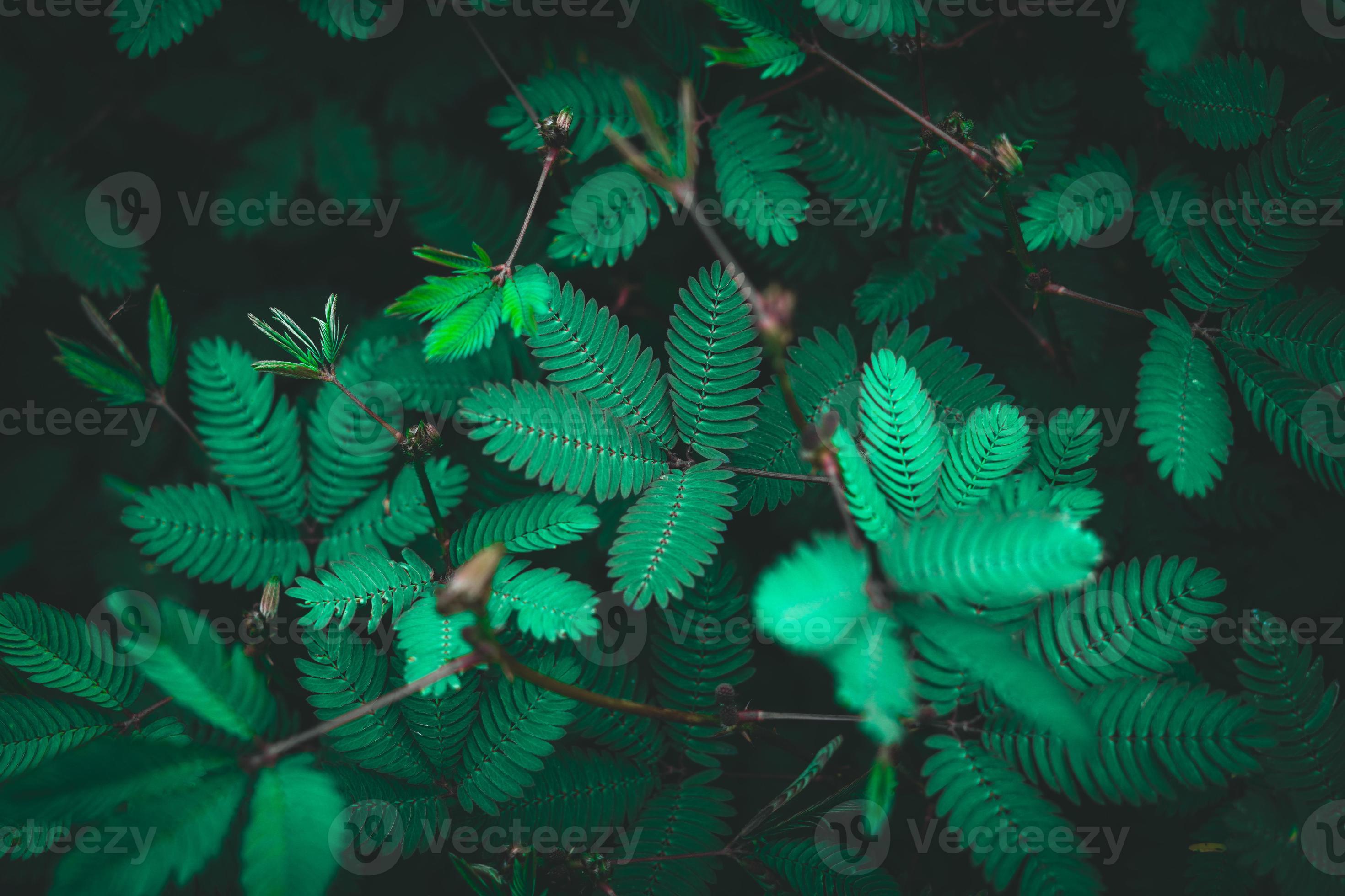 aesthetic beautiful green nature background 8140403 Stock Photo at Vecteezy
