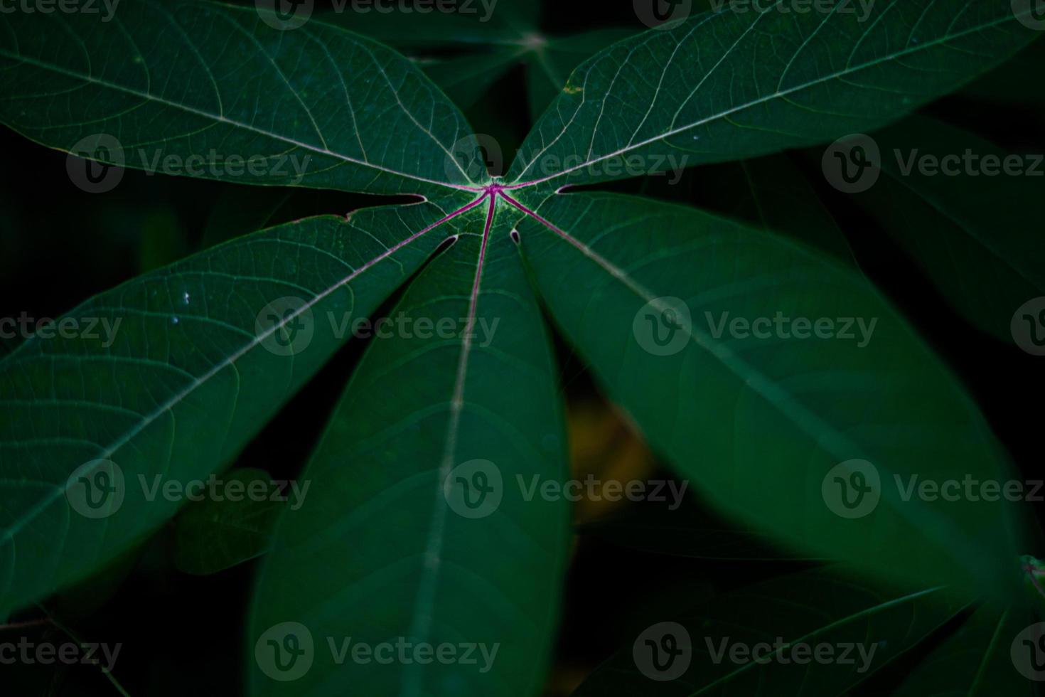 fondo de naturaleza verde hermosa estética foto