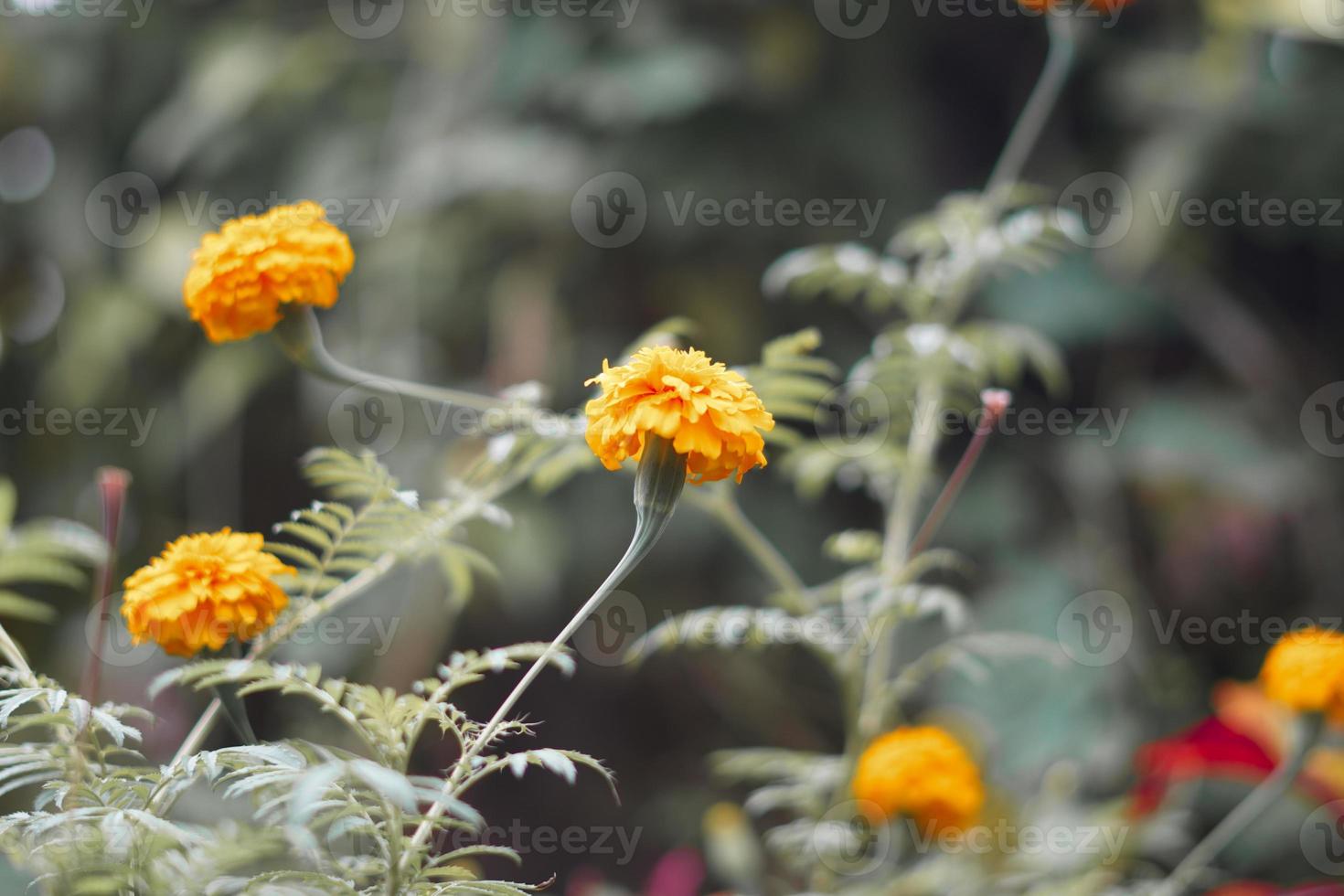 beautiful orange Calendula officinalis flowers nature with bokeh blur nature background photo