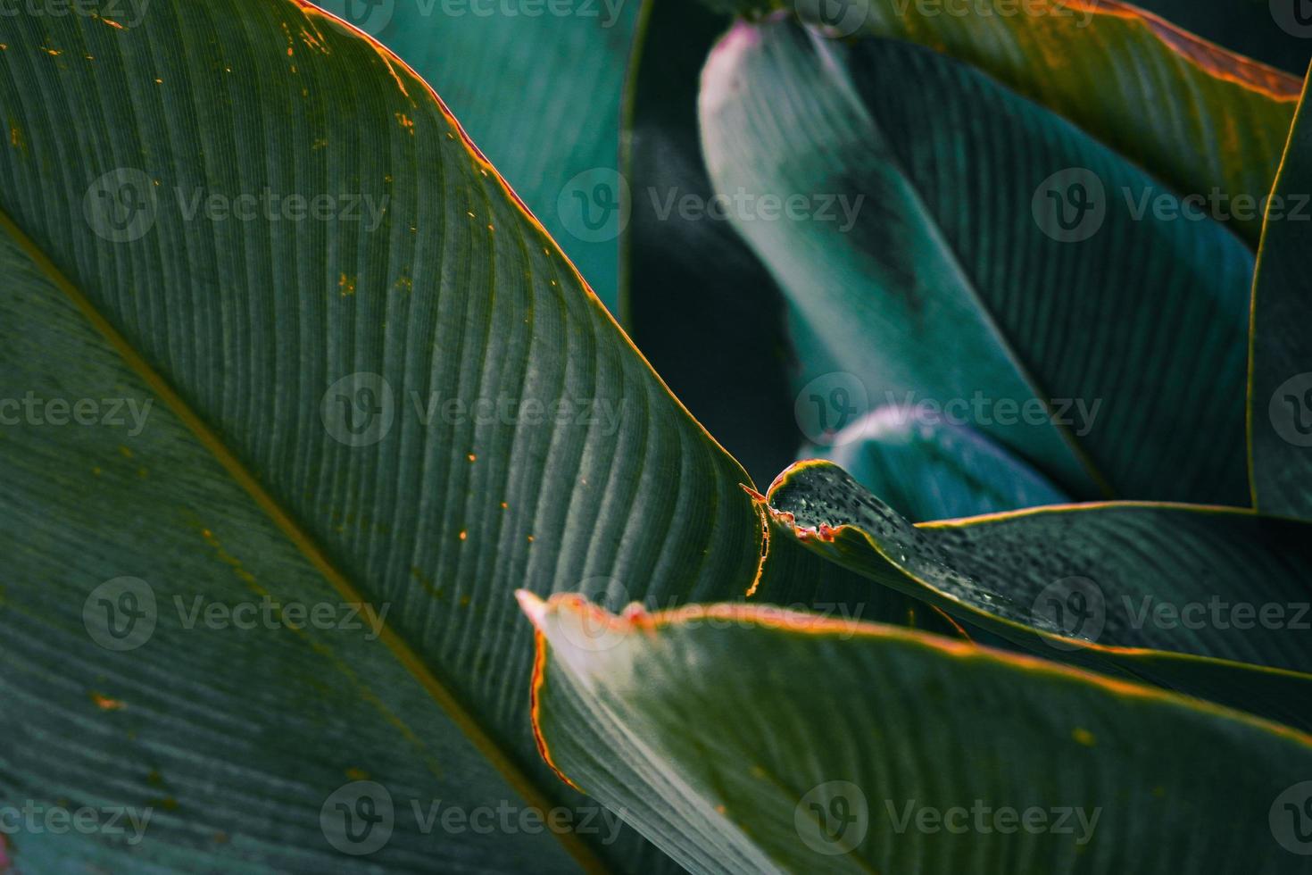 aesthetic beautiful green nature background photo
