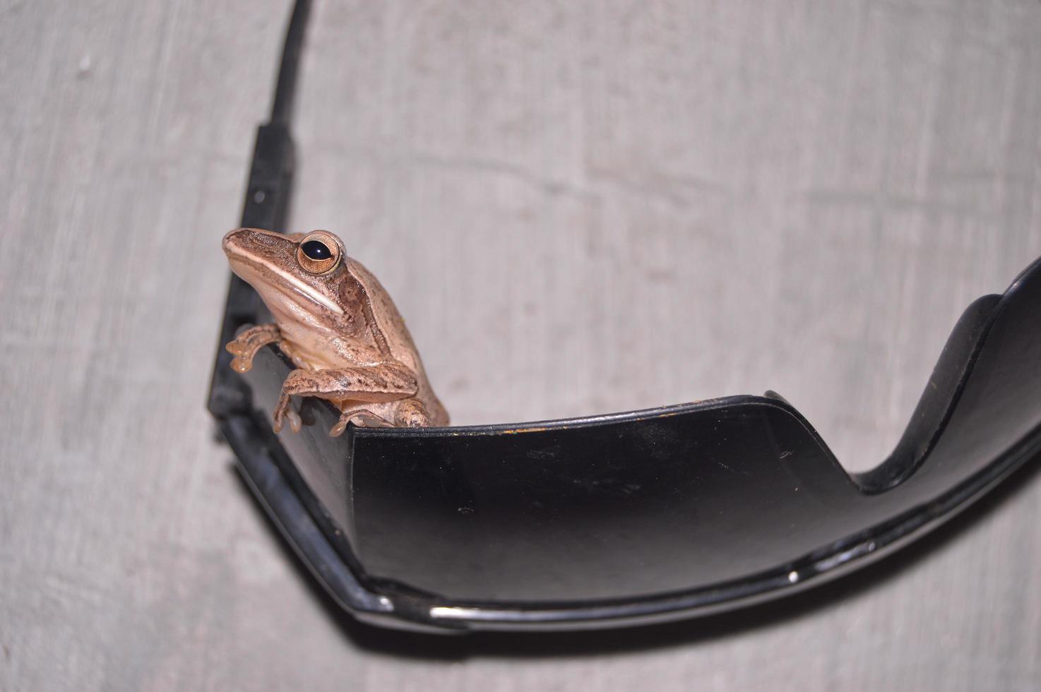 quirky frog photo on top of sunglasses