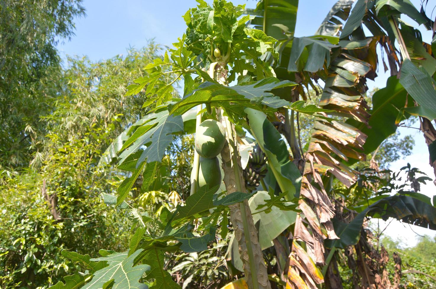 photo of papaya tree bearing fruit in the garden