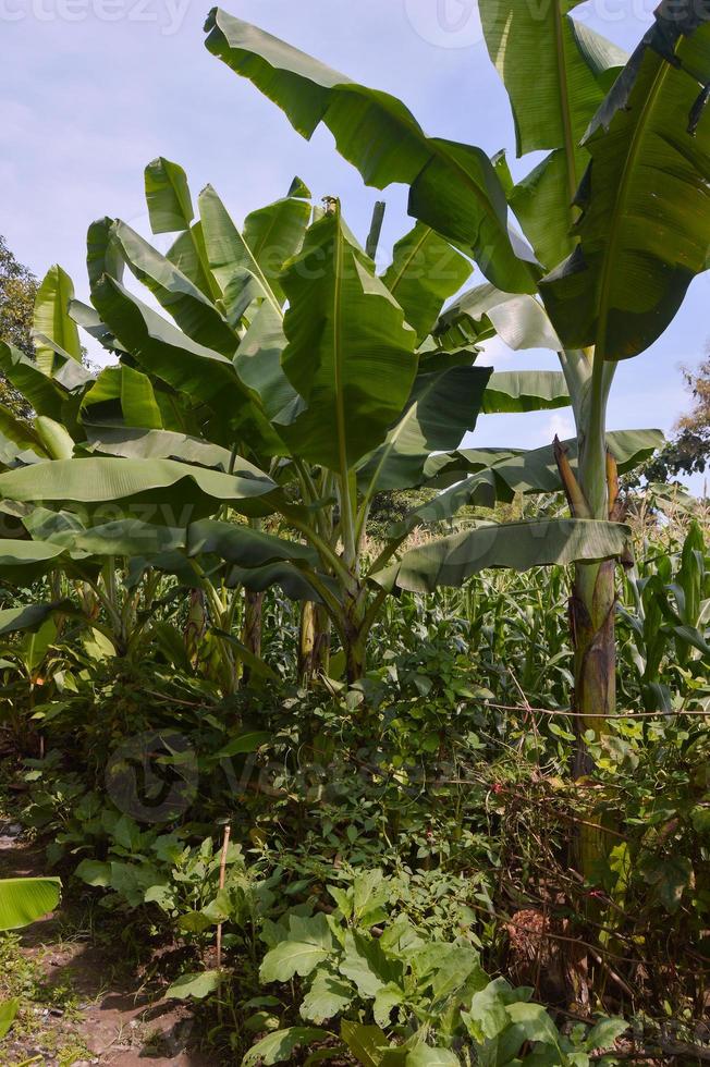 Banana tree in garden with beautiful cloud background photo