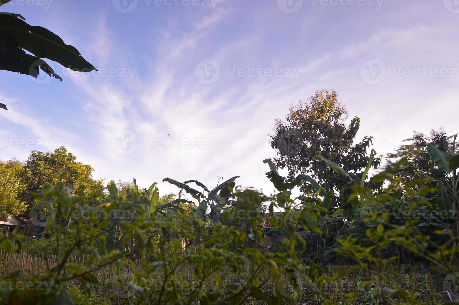 selective focus on landscape in a small corn garden area with beautiful clouds photo
