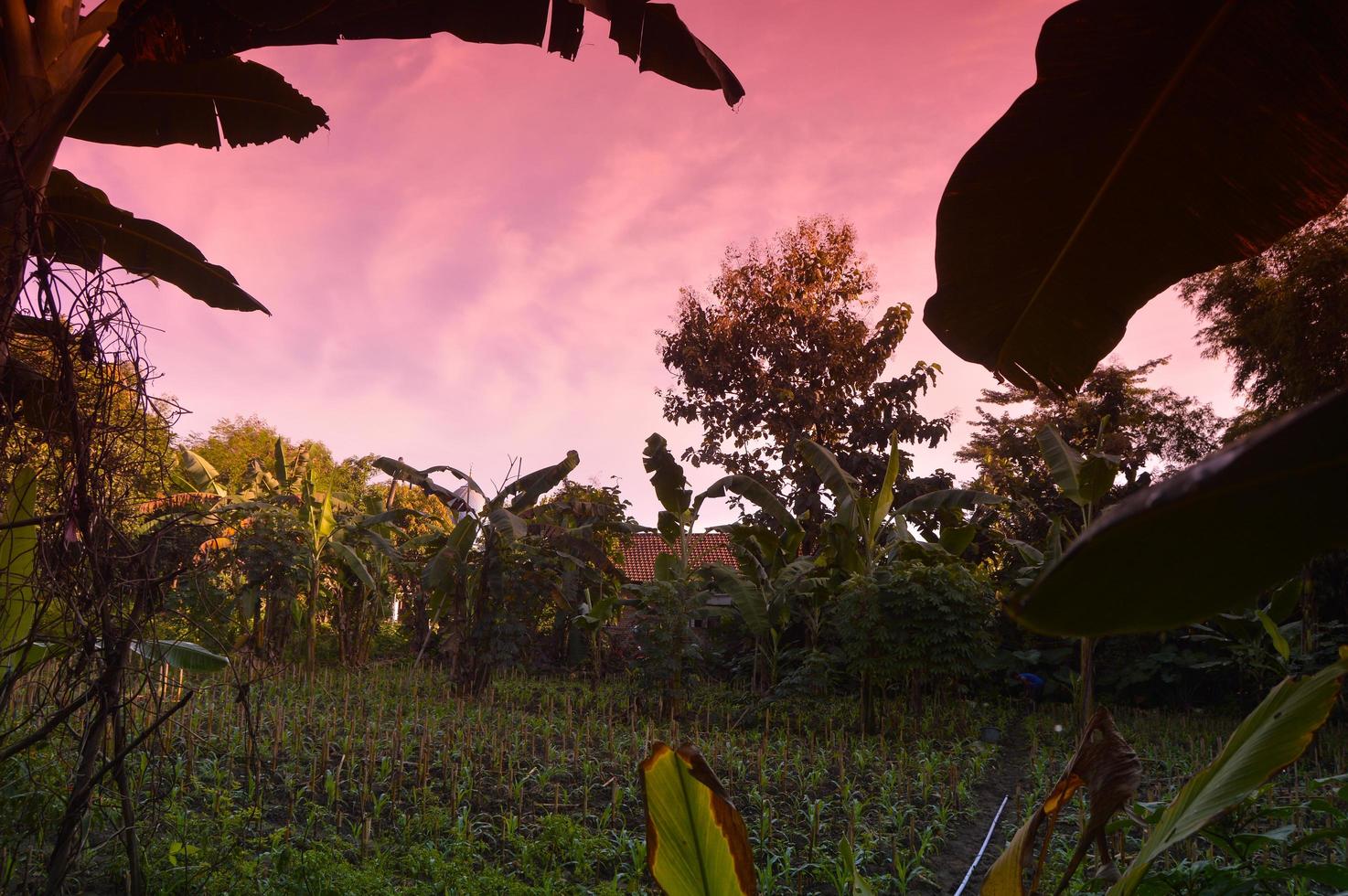 selective focus on landscape in a small corn garden area with beautiful clouds photo