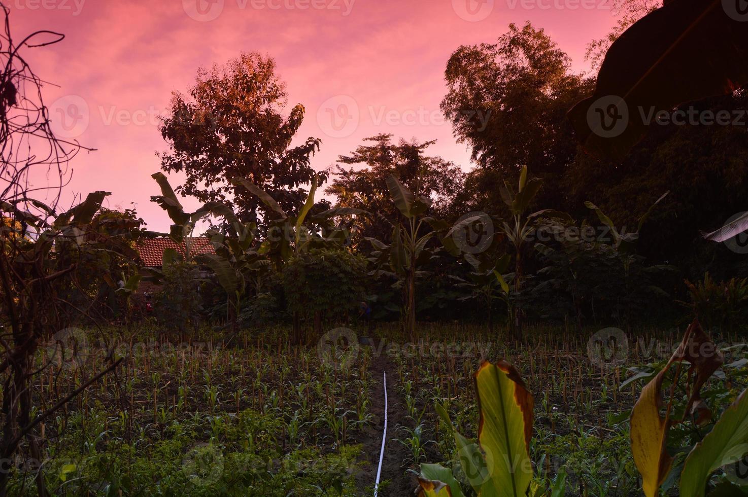 selective focus on landscape in a small corn garden area with beautiful clouds photo