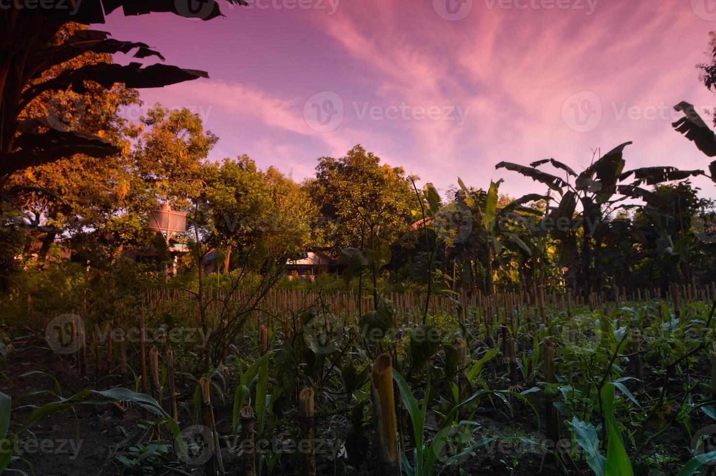 selective focus on landscape in a small corn garden area with beautiful clouds photo