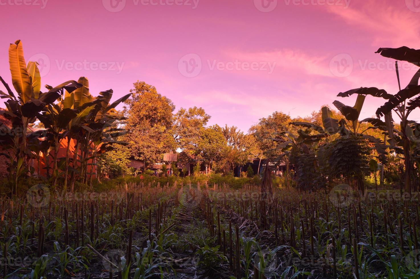 selective focus on landscape in a small corn garden area with beautiful clouds photo