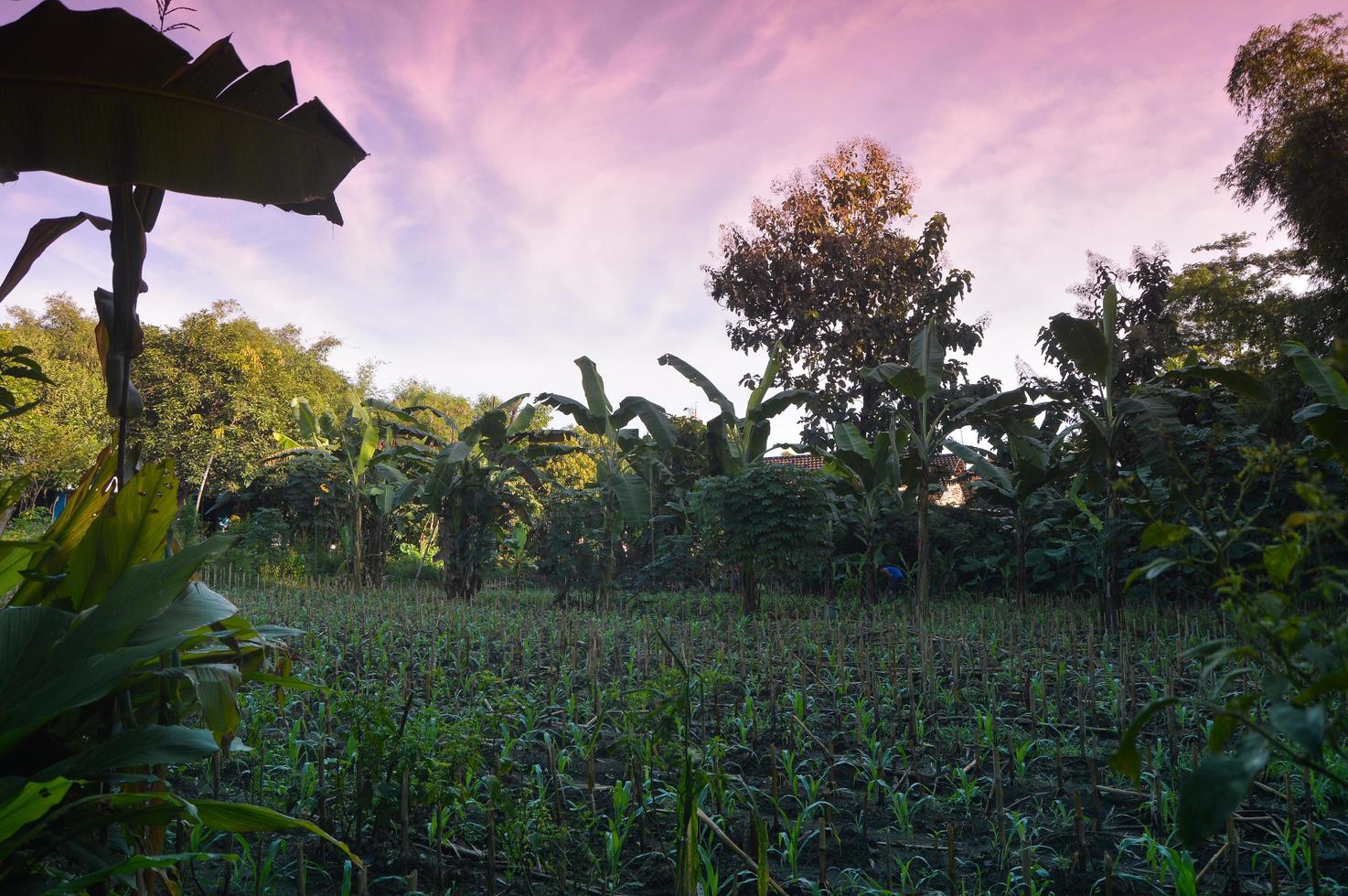 selective focus on landscape in a small corn garden area with beautiful clouds photo