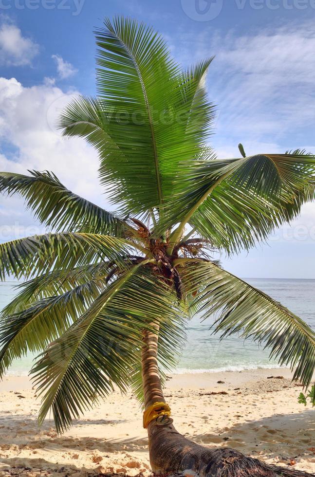 hermosas palmeras en la playa en las islas del paraíso tropical seychelles. foto