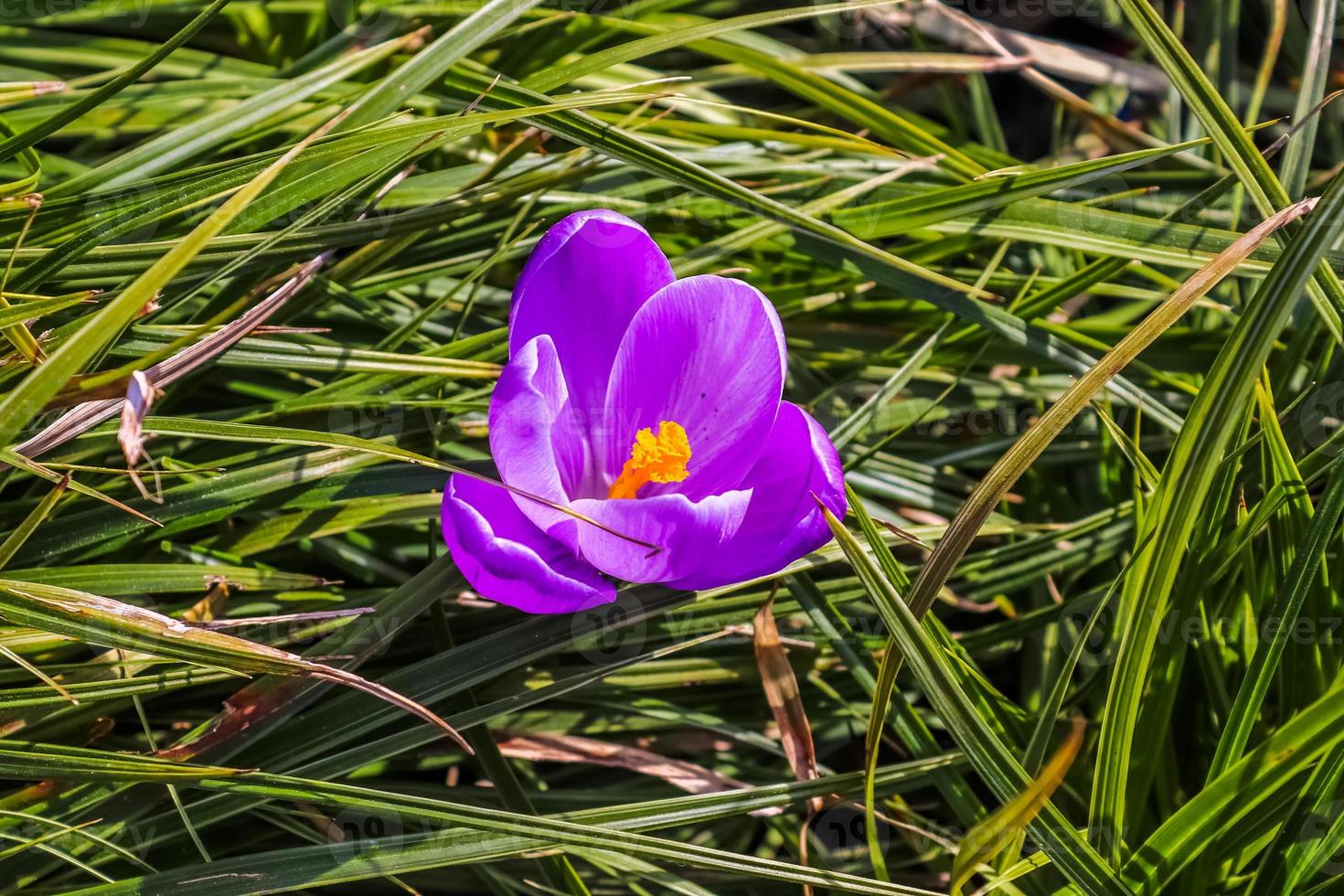 A single purple crocus flowers between green grass. View at magic blooming spring flowers crocus sativus photo