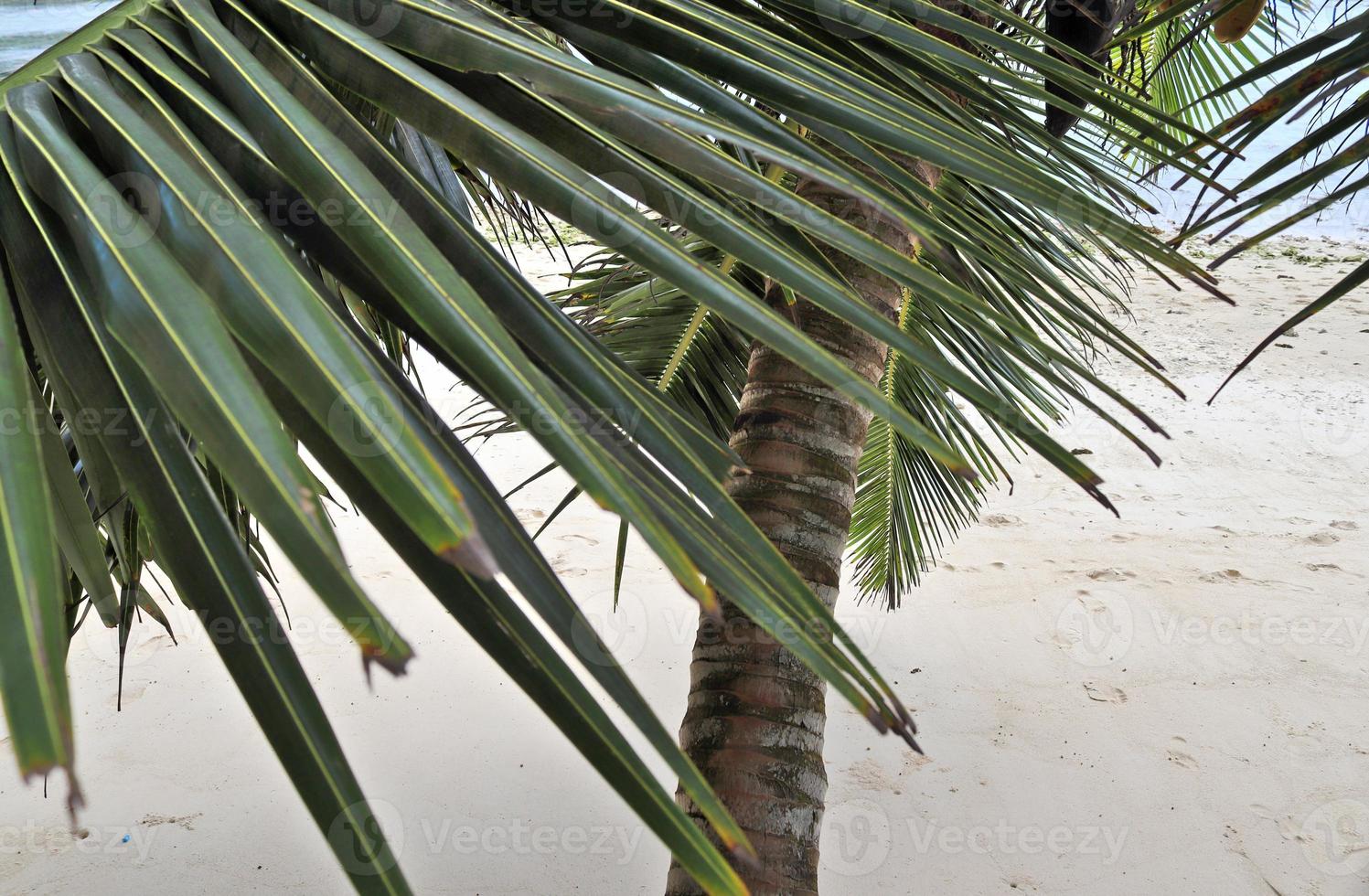 hermosas palmeras en la playa en las islas del paraíso tropical seychelles. foto