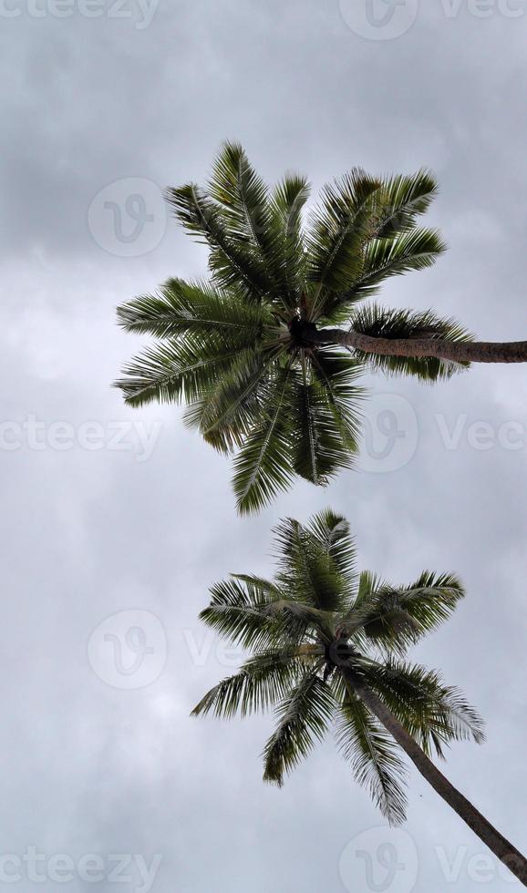 Beautiful palm trees at the beach on the tropical paradise islands Seychelles. photo