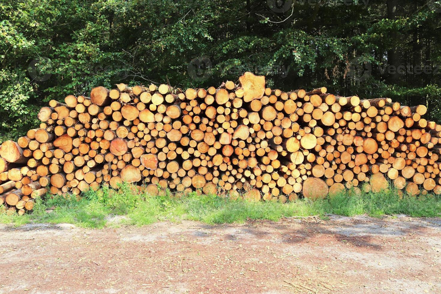 Detailed close up texture of stacked firewood with annual rings photo