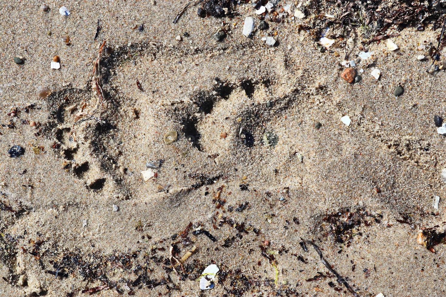 Beautiful detailed footprints in the sand of a beach during summer. Copy space background photo