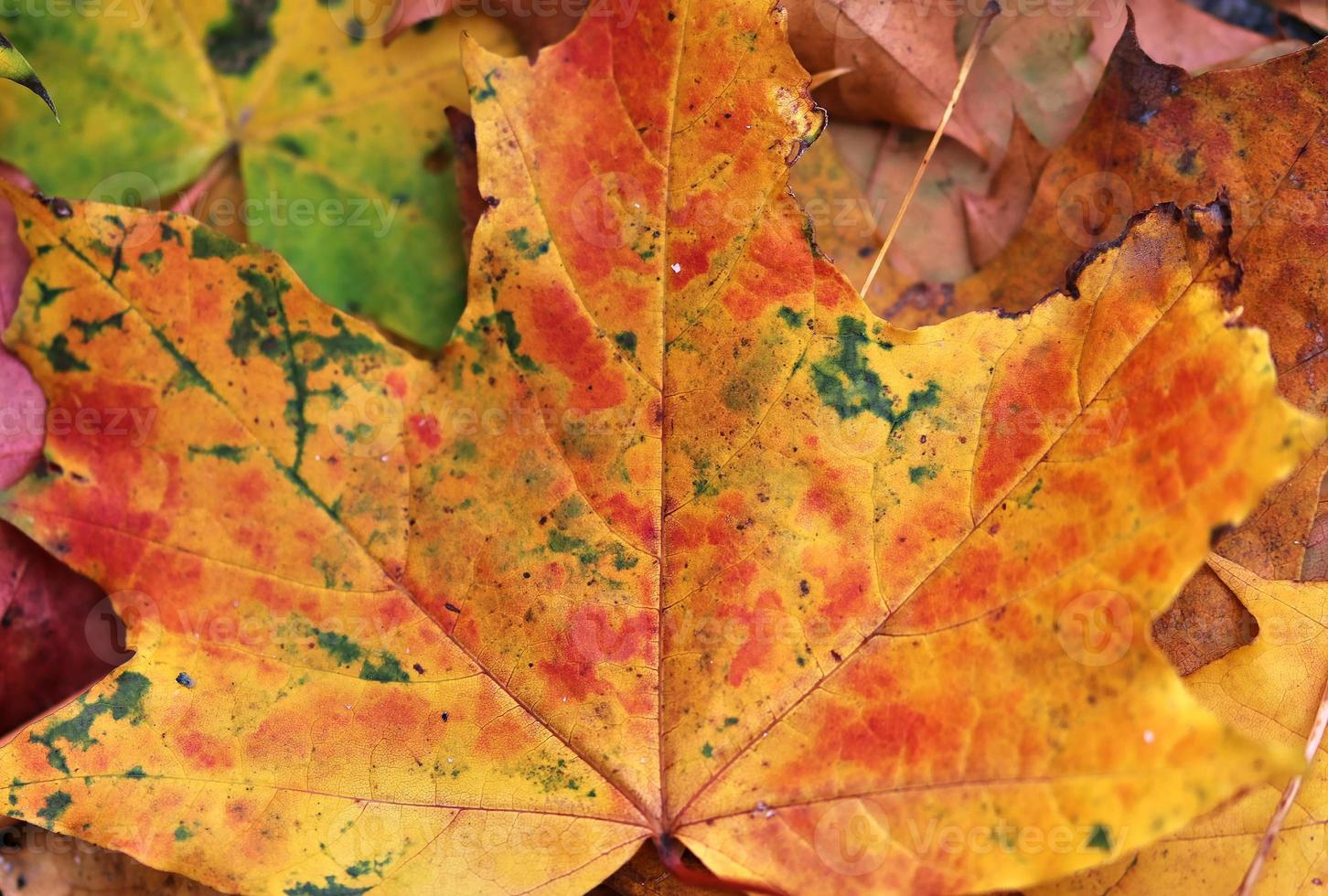 Beautiful colorful autumn leaves on the ground for backgrounds or textures photo