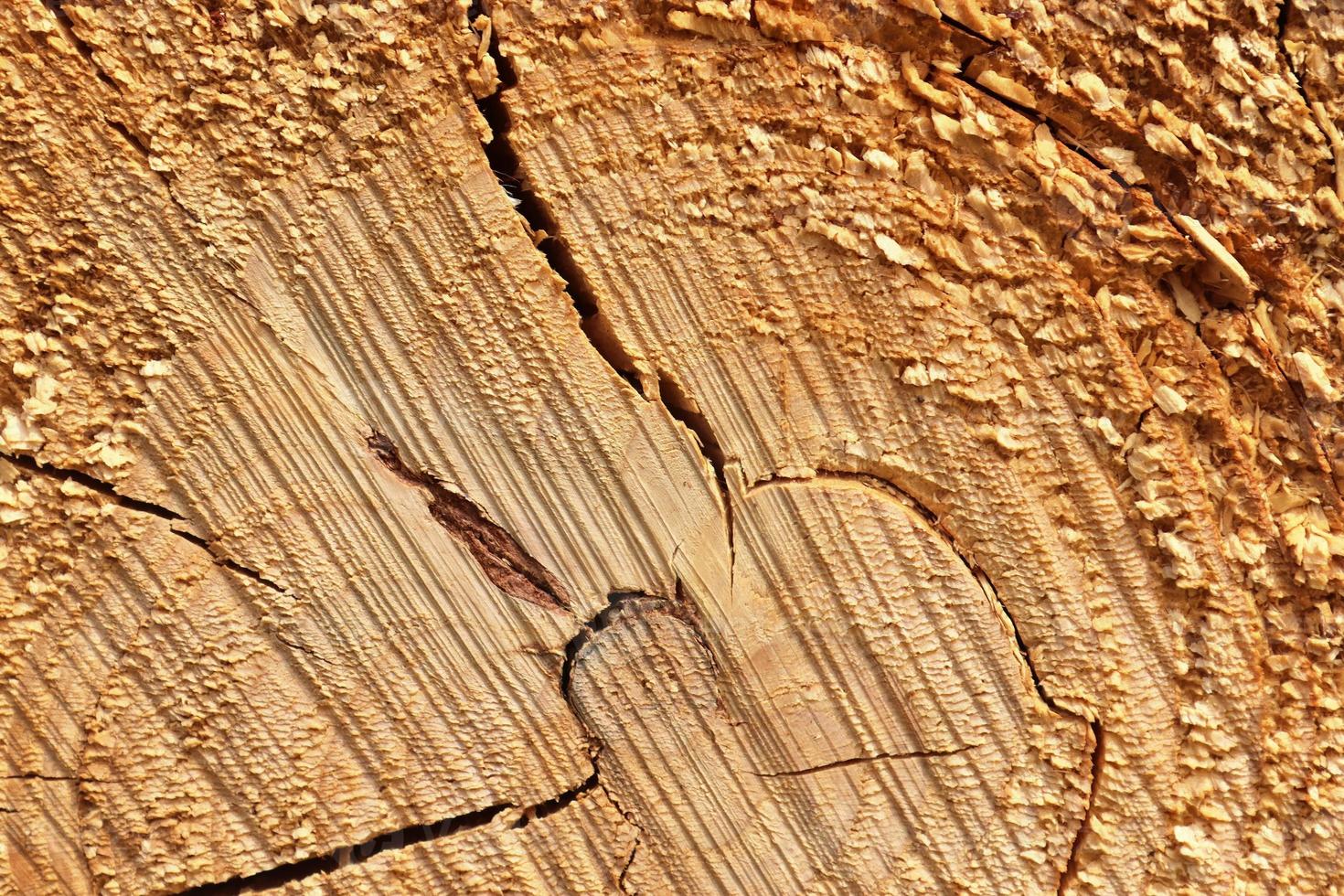 Detailed close up texture of stacked firewood with annual rings photo