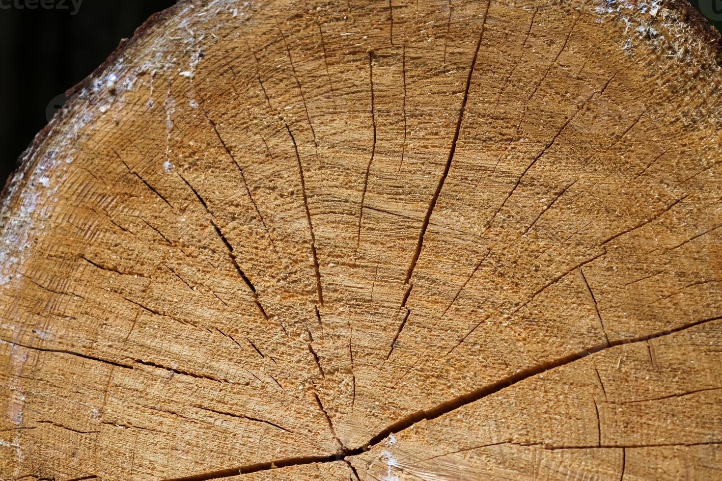 Fresh sawed wood in a close up view. Detailed texture of annual rings in a wooden surface. photo