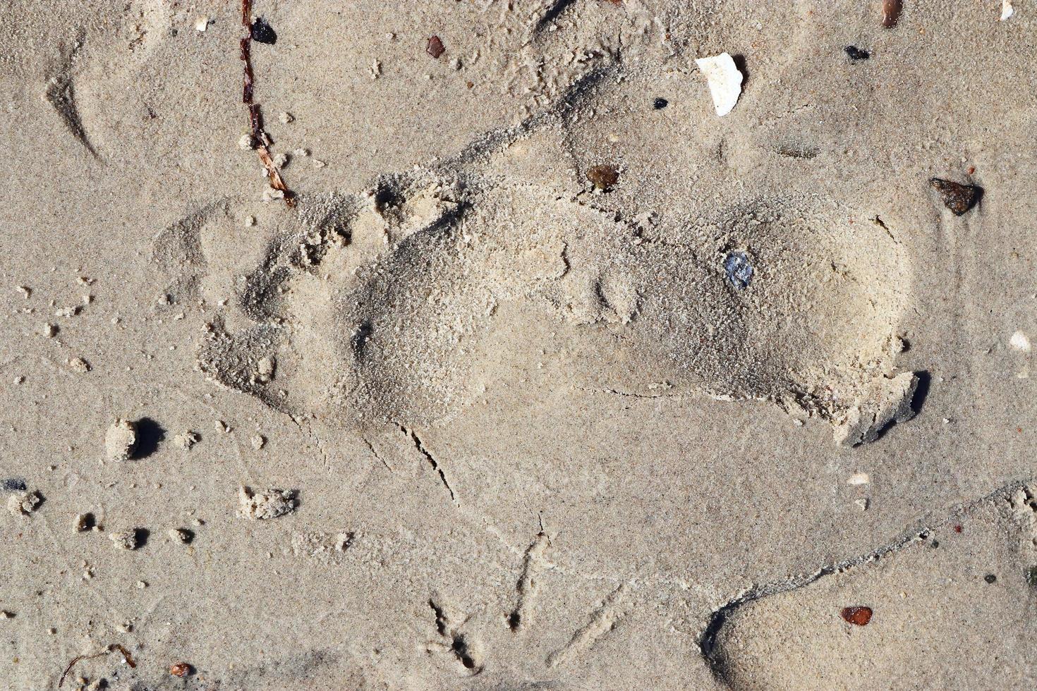 Beautiful detailed footprints in the sand of a beach during summer. Copy space background photo