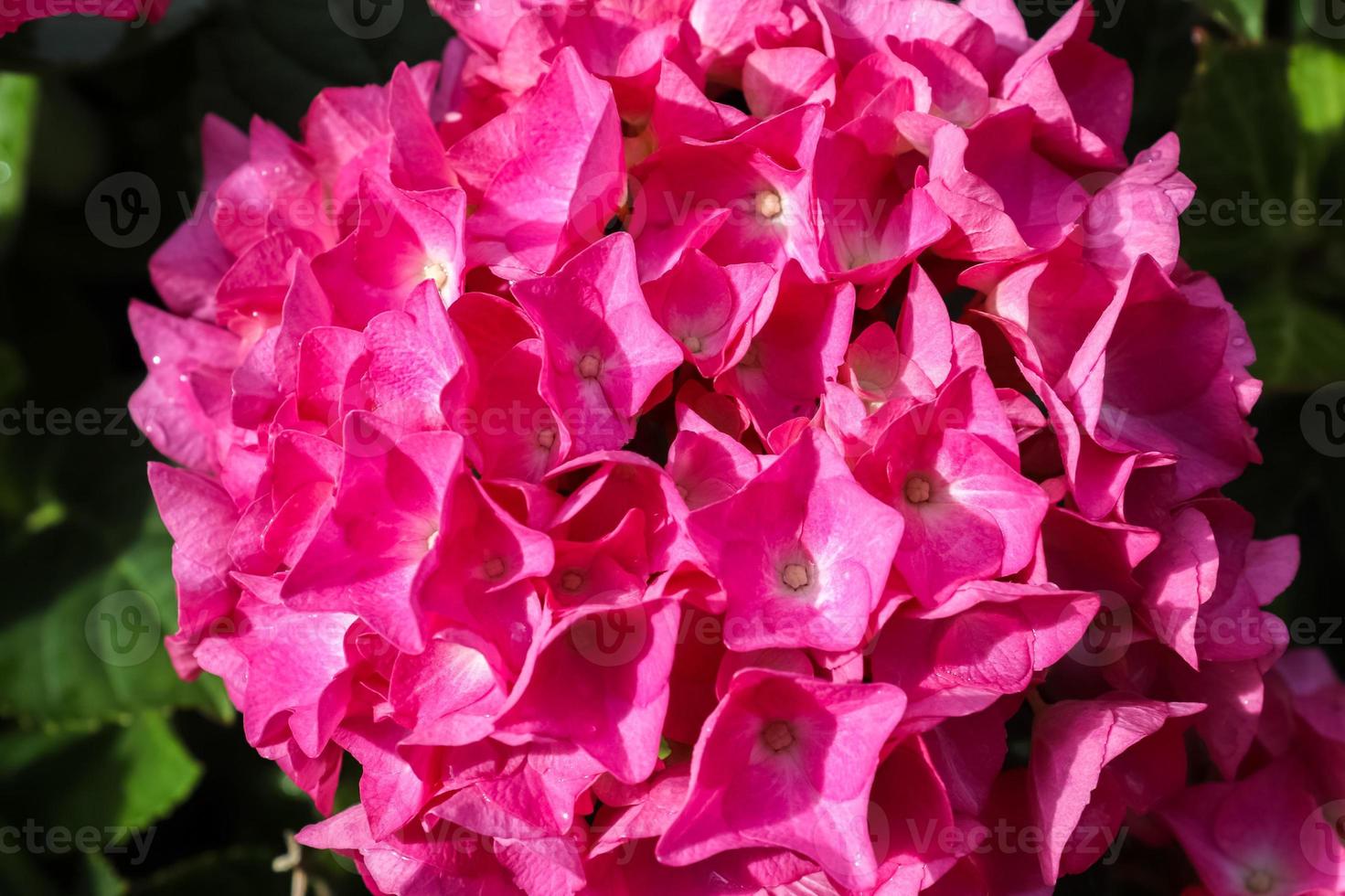Beautiful pink hydrangea serrata flowers on a bush with sunlight on it during summer photo