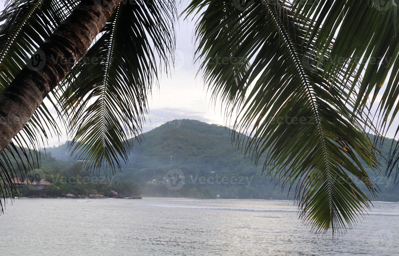 Beautiful palm trees at the beach on the tropical paradise islands Seychelles. photo