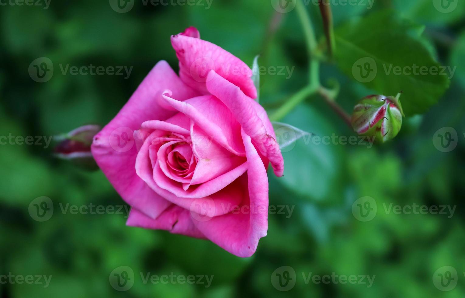 flores de rosa rosadas y coloridas en un jardín de rosas con un fondo de  bokeh suave. 8141295 Foto de stock en Vecteezy