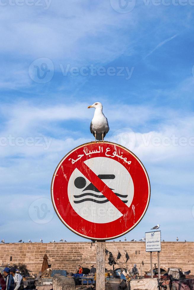 Seabird resting on no swimming sign post in sunny day at harbor photo