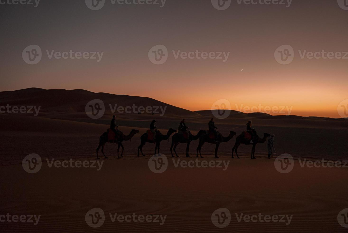 Bedouin leads caravan of camels with tourists through the sand in desert photo