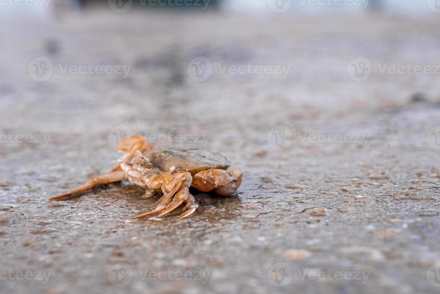 Closeup of dead crab on wet concrete land at harbour photo