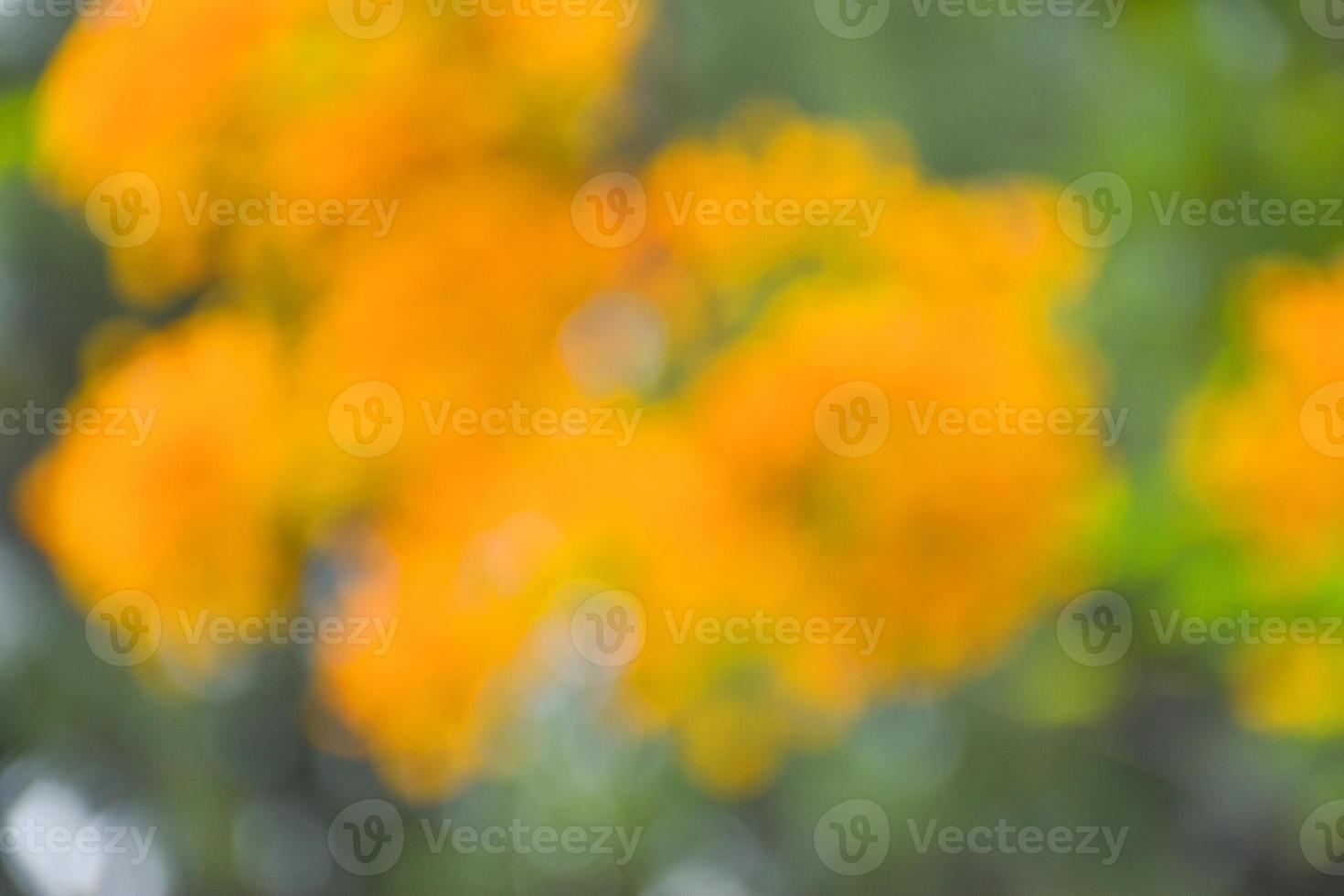 bokeh light beautiful nature in garden soft blur photo